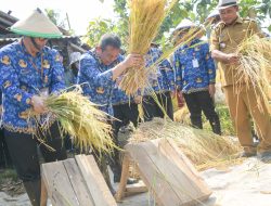 Penjabat Bupati Purwakarta Gelar Panen Raya di Desa Tanjungsari