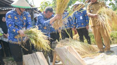 Penjabat Bupati Purwakarta Gelar Panen Raya di Desa Tanjungsari