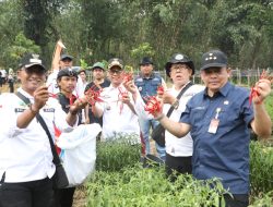 Harga Cabai Anjlok, Para Petani Purwakarta Mengahadapi Kesulitan