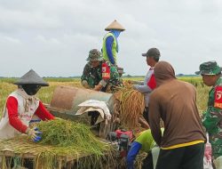 Babinsa Sumberrejo Bojonegoro bantu Petani Tlogohaji Memanen Padi