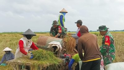 Babinsa Sumberrejo Bojonegoro bantu Petani Tlogohaji Memanen Padi