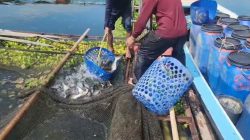Petani Karamba Jatiluhur Merugi Akibat Anjloknya Harga Ikan Mas dan Ikan Nila Hitam Sejak April