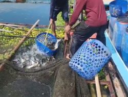 Petani Karamba Jatiluhur Merugi Akibat Anjloknya Harga Ikan Mas dan Ikan Nila Hitam Sejak April