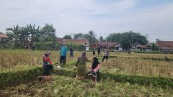 Berkolaborasi Dengan Kelompok Tani, Polsek Plered Lakukan penanaman Jagung di Desa Cadasmekar