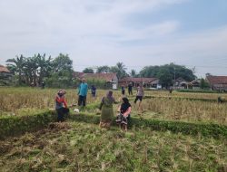 Berkolaborasi Dengan Kelompok Tani, Polsek Plered Lakukan penanaman Jagung di Desa Cadasmekar