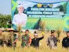Ketahanan Pangan Jadi Fokus, Pemkab Purwakarta Gelar Panen Raya