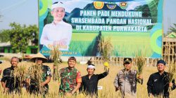 Ketahanan Pangan Jadi Fokus, Pemkab Purwakarta Gelar Panen Raya