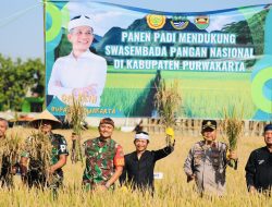 Ketahanan Pangan Jadi Fokus, Pemkab Purwakarta Gelar Panen Raya